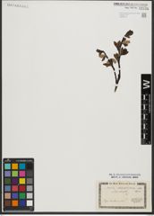 Foto von Salix waldsteiniana Willd.